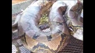 Giant python found on Malaysian building site