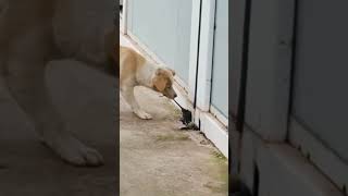 WHAT HAPPENED TO THE DOG AFTER CAUGHT THE MOUSE,  WILL SURPRISE U 🤯 #shorts #dogs  #funnyanimals