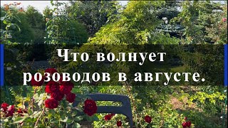 Что волнует розоводов в августе. Питомник растений Е. Иващенко