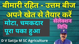 Best dhan beej banao - apne khet se | selection method - mota chamakdar mature seed production |