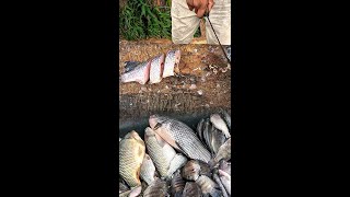 Perfect Tilapia Fish Cutting Skills Live Tilapia Fast Fish Cutting in Street