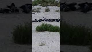 This crow drinking water is reminding me of Thirsty Crow Story - Feed the birds - Show them you care