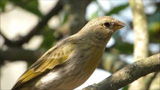 PÁSSARO CANÁRIO DA TERRA PARDO NA NATUREZA!