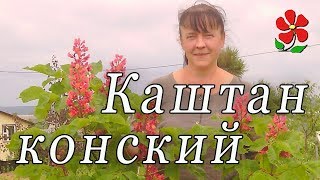 Каштан конский Павия (красные цветы) и другие!