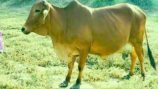 Beautiful red cow found eating the grass in little green fields.