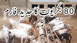 80 bakriyon ka jadeed form | Goat  feed management | goat farming business | Goat farming plan