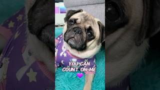 you can count on me 💜 #dog #pug #cute #funny #pets #fyp #shorts