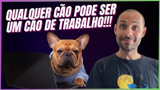 SERÁ QUE TODO E QUALQUER CÃO PODE SER TREINADO PARA SER UM CÃO DE TRABALHO OU DE SUPORTE EMOCIONAL?