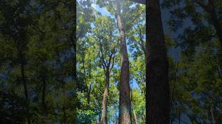 THE FACTOR for SUCCESSFUL BLACK WALNUT TREE PLANTINGS #forest #trees