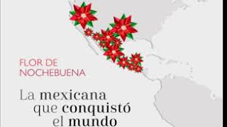 Flor de Nochebuena, regalo de México para el mundo