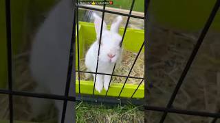 Cute bunny video| #shorts #rabbit