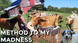 How I Manage Taking Care Of All My Farm Animals!