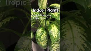 DIEFFENBACHIA SEGUINE| TROPIC SNOW|#INDOORPLANTS|#LuckyPlant |#Shorts