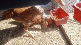 بریڈر مرغیوں کو ابلے ہوۓ انڈے کھلاۓ /best feed for breeder hens #chicken #farming #petsvlog