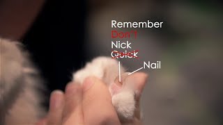 Trim Your Cat's Nails