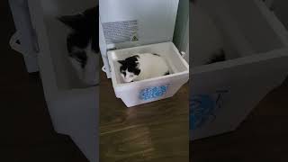 cat in cooler box #pets #cat #cute #animals