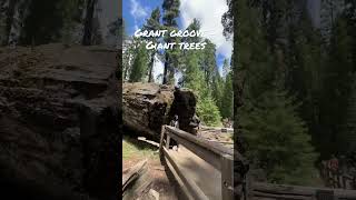 Grant Groove Giant Trees - Natures Wonder - Forest Fire #shorts #ytshorts