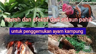 cara menggemukan ayam kampung dengan sidaun pahit