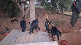 Rooster // Seval for Sale // Kattu Seval Sandai // Sandai Seval // Kozhi Valarppu // Kattu Seval