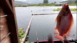 mancing terbaru cirata/lapak gonggo mantap cuma banyak yg ga ke video..