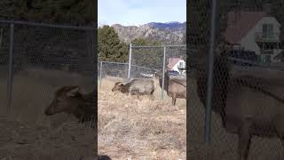 Elk Crawl Under Chain Link Fence in Estes Park Colorado