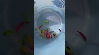 COLOUR FULL FISH IN BUCKET PART 2 || #shorts #aquarium #fish #beautiful #viral #pets #tetrafish