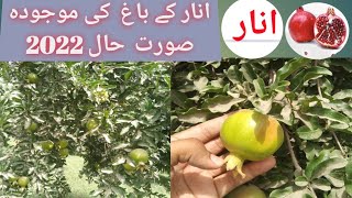 Pomegranate orchard Visit 2022|ShahidAgrarian