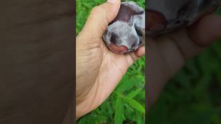 Fresh juicy Peach fruit cutting #shorts #fruitcutting