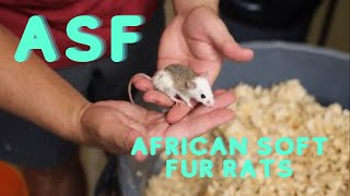 ASF's - How and why I breed ASF's for my Ball Pythons - African Soft Fur Rats