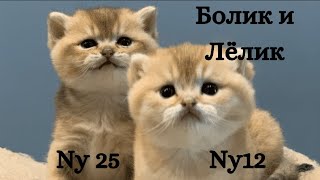 😻Болик и Лёлик: редкие британские котята😻