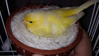 Canary Breeding 2019  Ο αρσενικός κλωσά τα αυγά και η θηλυκιά τον ζεστάνει!!!!