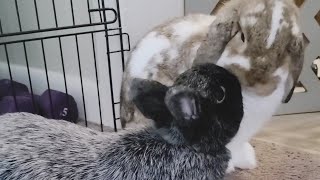 bunny asks to be groomed & waits patiently (will it work?) part 2