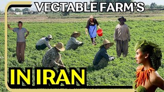 Vegetable Farming : a tour of vegetable farming in Tehran margins