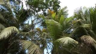 Dominica, the Nature Island Adventure clip7