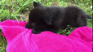 Wolf Pup Plays w Towel- North Georgia Zoo & Farm