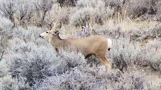 Colorado 3rd season rut action, public land