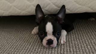 Archie Puppachino playing under the bed (Boston Terrier Attack Dog training)