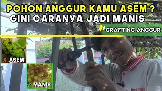 Cara Mudah Sambung Anggur Asem Lokal JADI ANGGUR IMPORT MANIS - Teknik Grafting sambung sisip