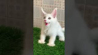 Cute cat #youtubeshorts #cats #cat #cutecats #pets cats #youtubeshorts #cats #dogs #pets #catlover