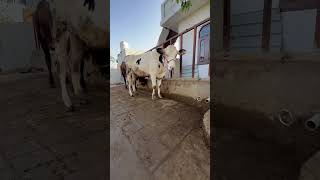 Farming in my blood 🩸🐄🐄🌽🌽🚜🚜🇮🇳#dairyfarm  #cowfarm #farmerlife #farming #paddy #training