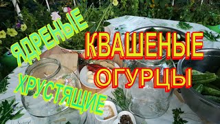 КВАШЕНЫЕ ОГУРЦЫ КАК БОЧКОВЫЕ НА ЗИМУ. ЯДРЕНЫЕ, ПЛОТНЫЕ, ХРУСТЯЩИЕ КВАШЕНЫЕ ОГУРЦЫ.