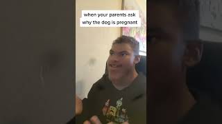 when the dog is pregnant