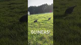 Guinea hen singing!