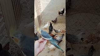 Usama kay birds 122 #myfarm#mycoctail#myhens#myroutine #mysetup #merafarm