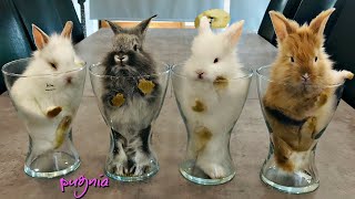 Baby Bunnies in Cups🥕 / Bunny Cuteness Overload / Pugnia #18