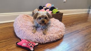 Rylie & Miss Piggys Silly Playtime! #yorkies #viralvideo #Rylie