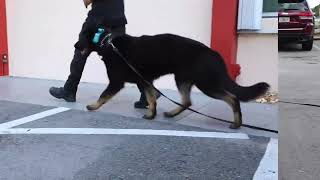 Advance obedience with K9 NiKo