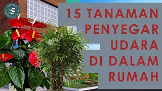 15 TANAMAN HIAS PEMBERSIH UDARA DAN DEKORASI CANTIK DALAM RUMAH - KONTRAKTOR BANGUNAN JOGJA