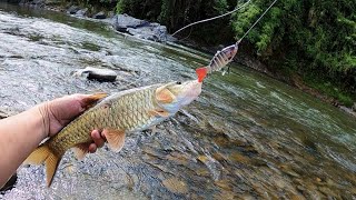 Swimbait Shopee Menggoda Hampala | Stream Fishing