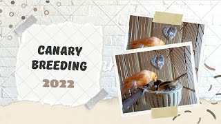 Αναπαραγωγή Καναρινιών 2022-Canary breeding Vol 2  Κόκκινος χιόνι x πρασινοκίτρινη κοινή